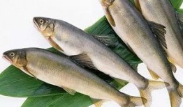 新闻爆料海鱼视频下载大全,海量海洋生物资源一网打尽